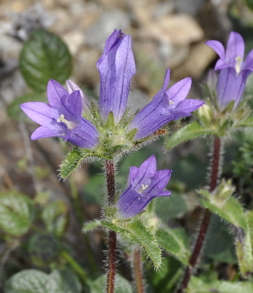 Image of Campanula lingulata specimen.