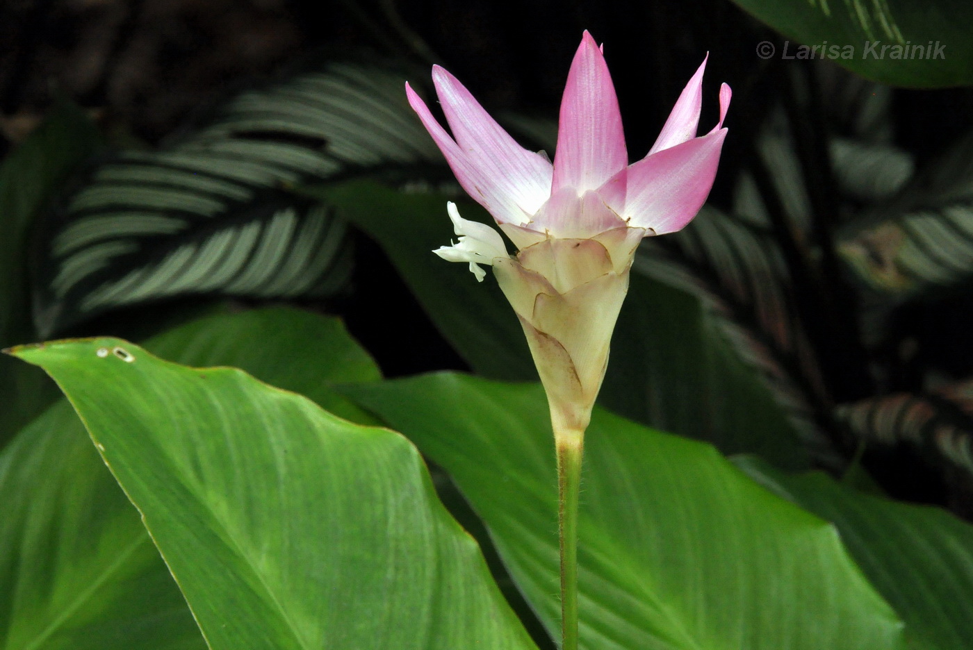 Изображение особи Calathea loeseneri.