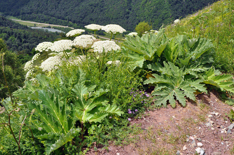 Image of Heracleum leskovii specimen.