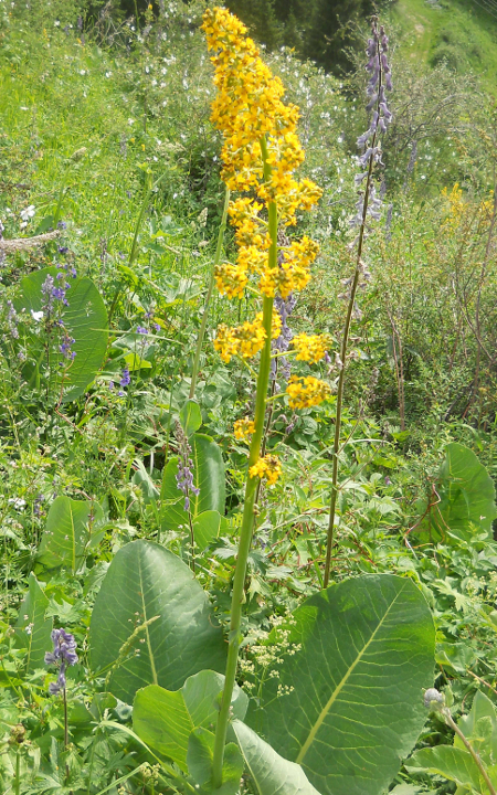 Изображение особи Ligularia heterophylla.