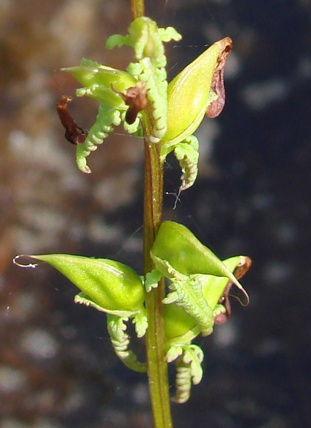 Image of Pedicularis wlassoviana specimen.