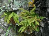 Woodsia ilvensis