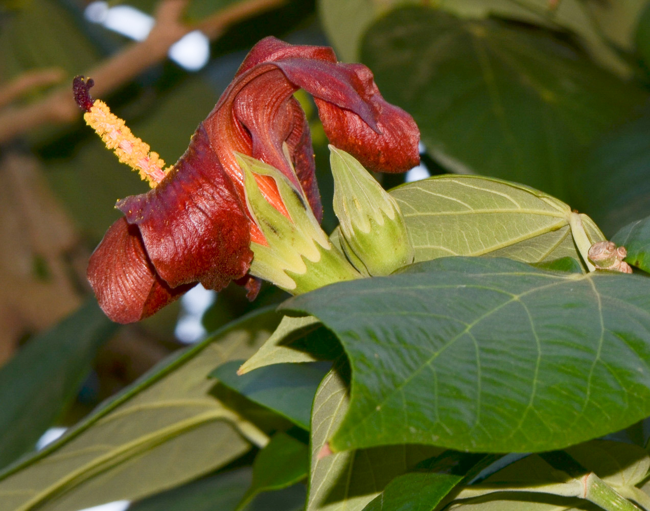 Изображение особи Hibiscus elatus.