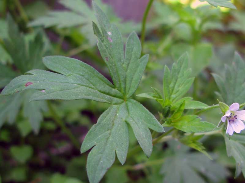 Image of Geranium sibiricum specimen.