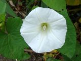 Calystegia sepium. Цветок. Ленинградская обл., г. Волхов, ул. Строительная. 28.08.2009.