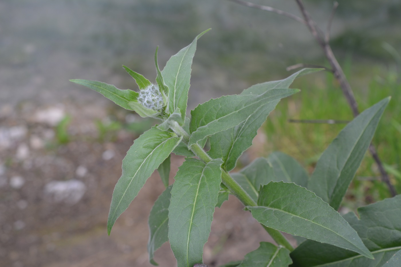 Image of Hesperis pseudocinerea specimen.