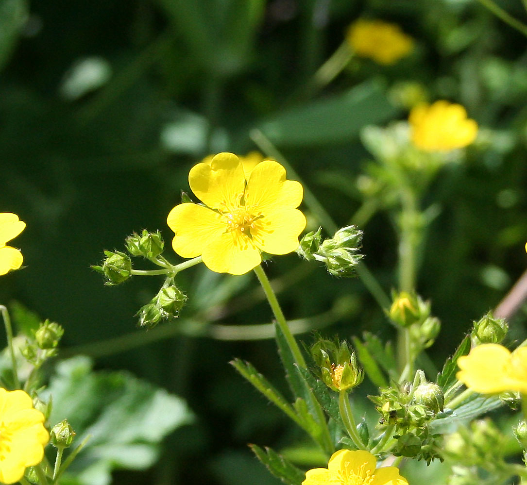 Image of Potentilla chrysantha specimen.