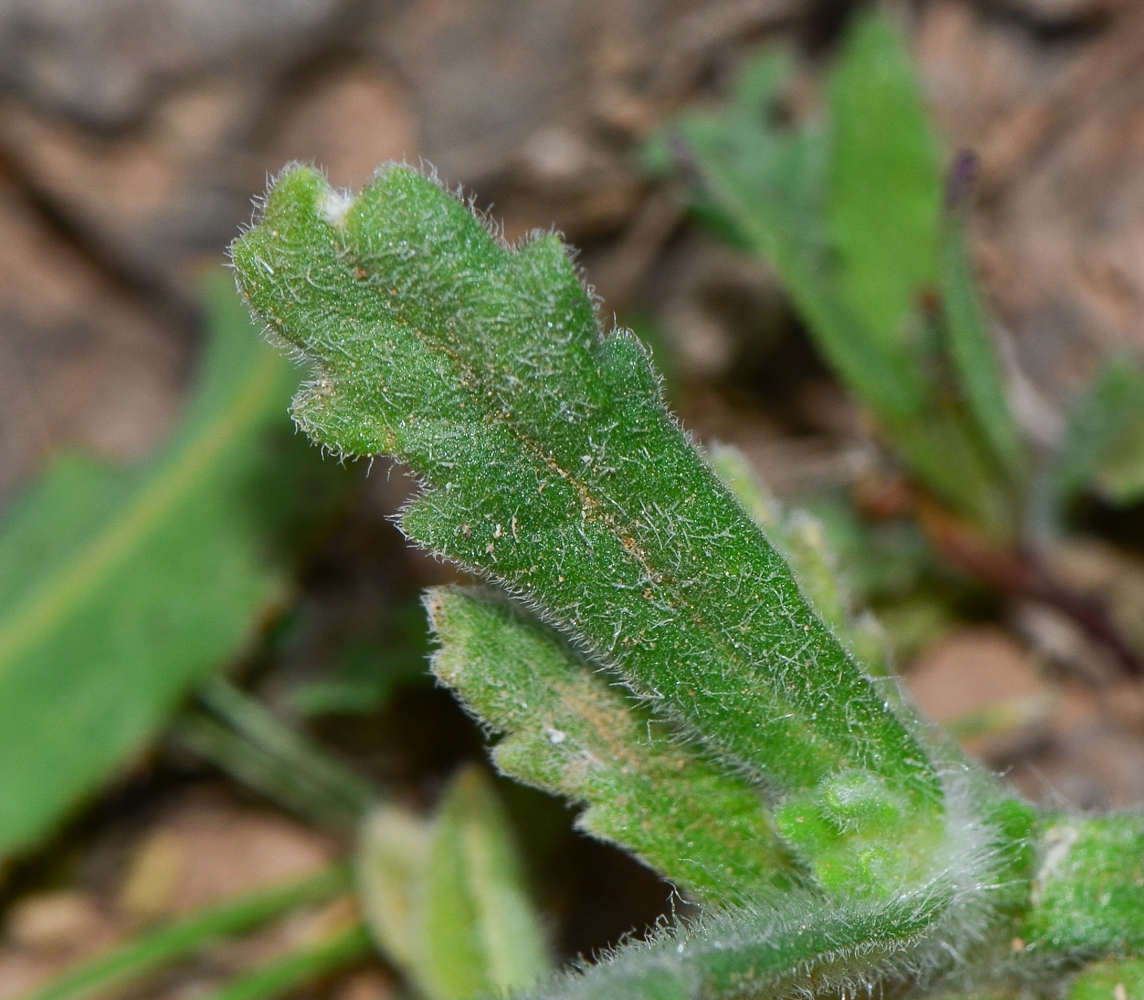 Image of Ajuga iva specimen.