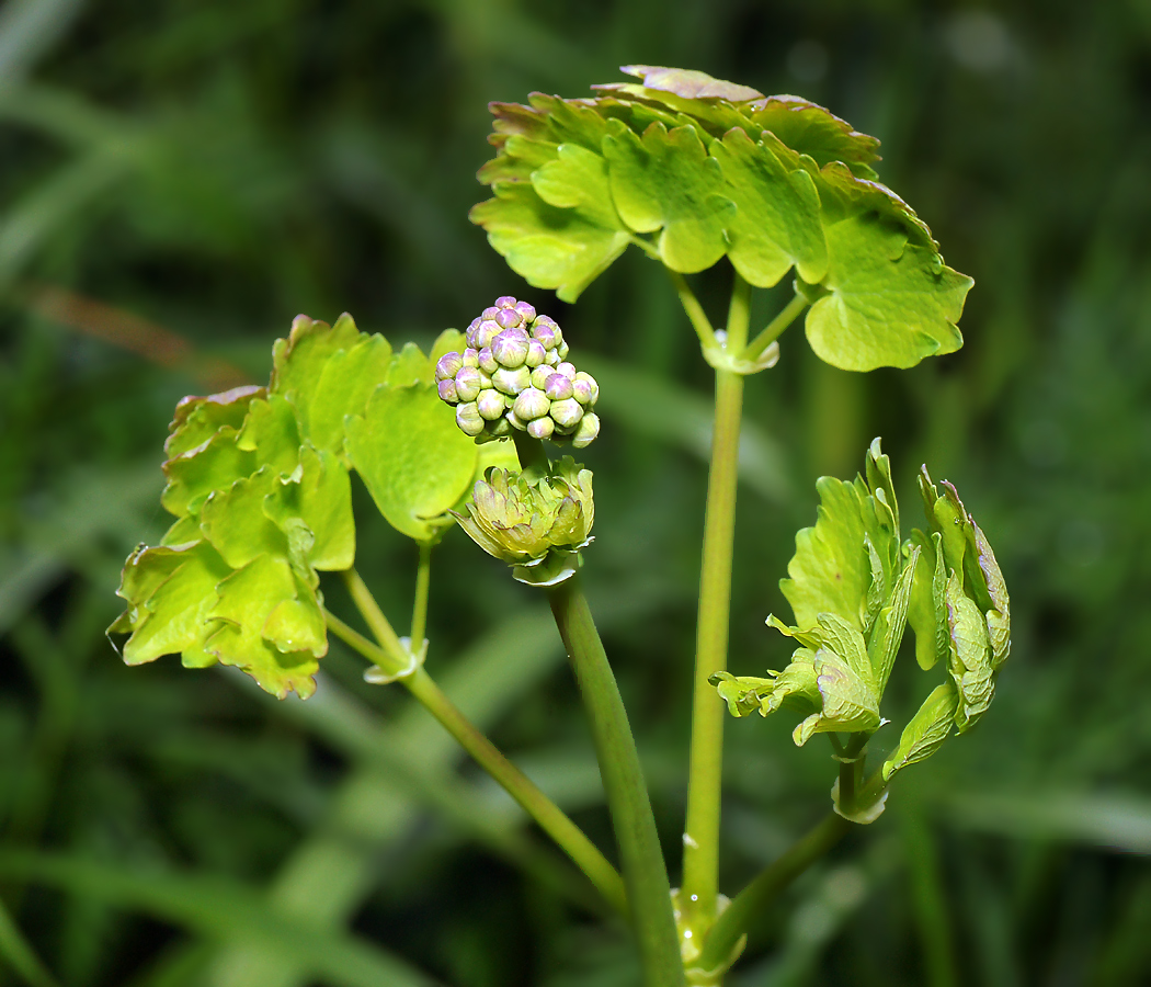 Image of Thalictrum aquilegiifolium specimen.