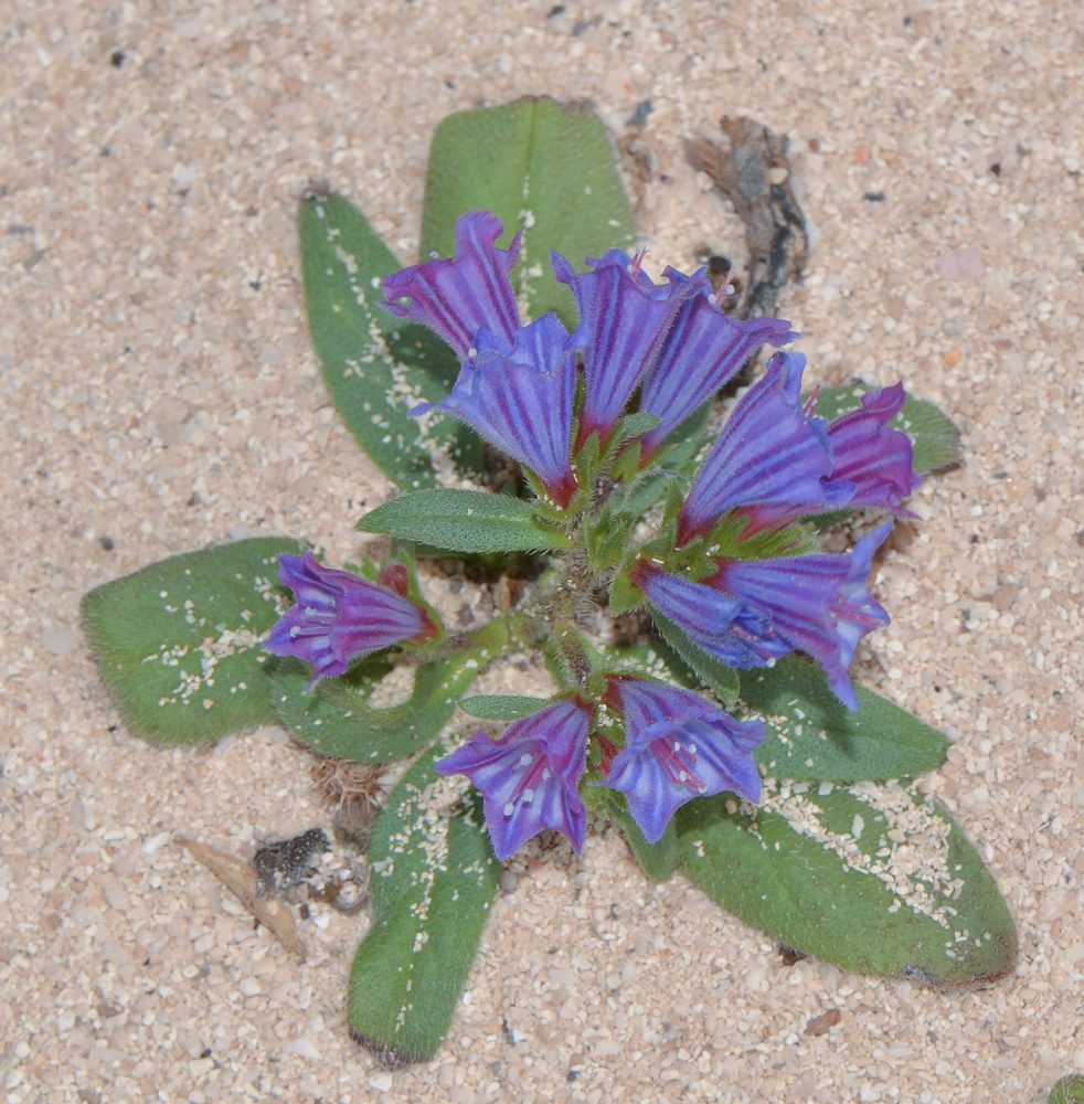 Image of Echium bonnetii specimen.