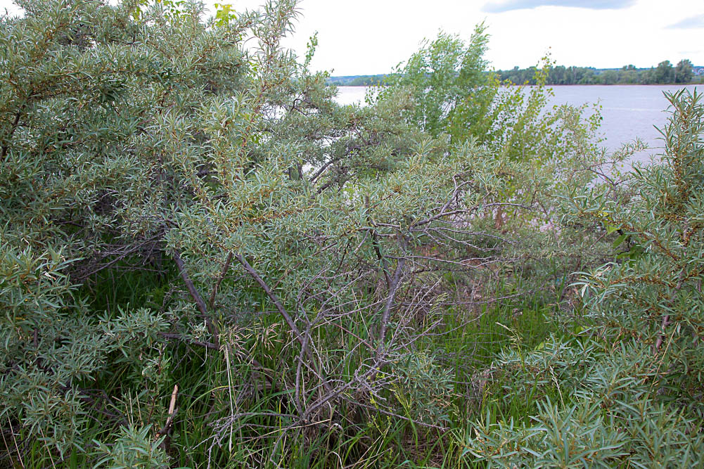 Image of Hippophae rhamnoides specimen.