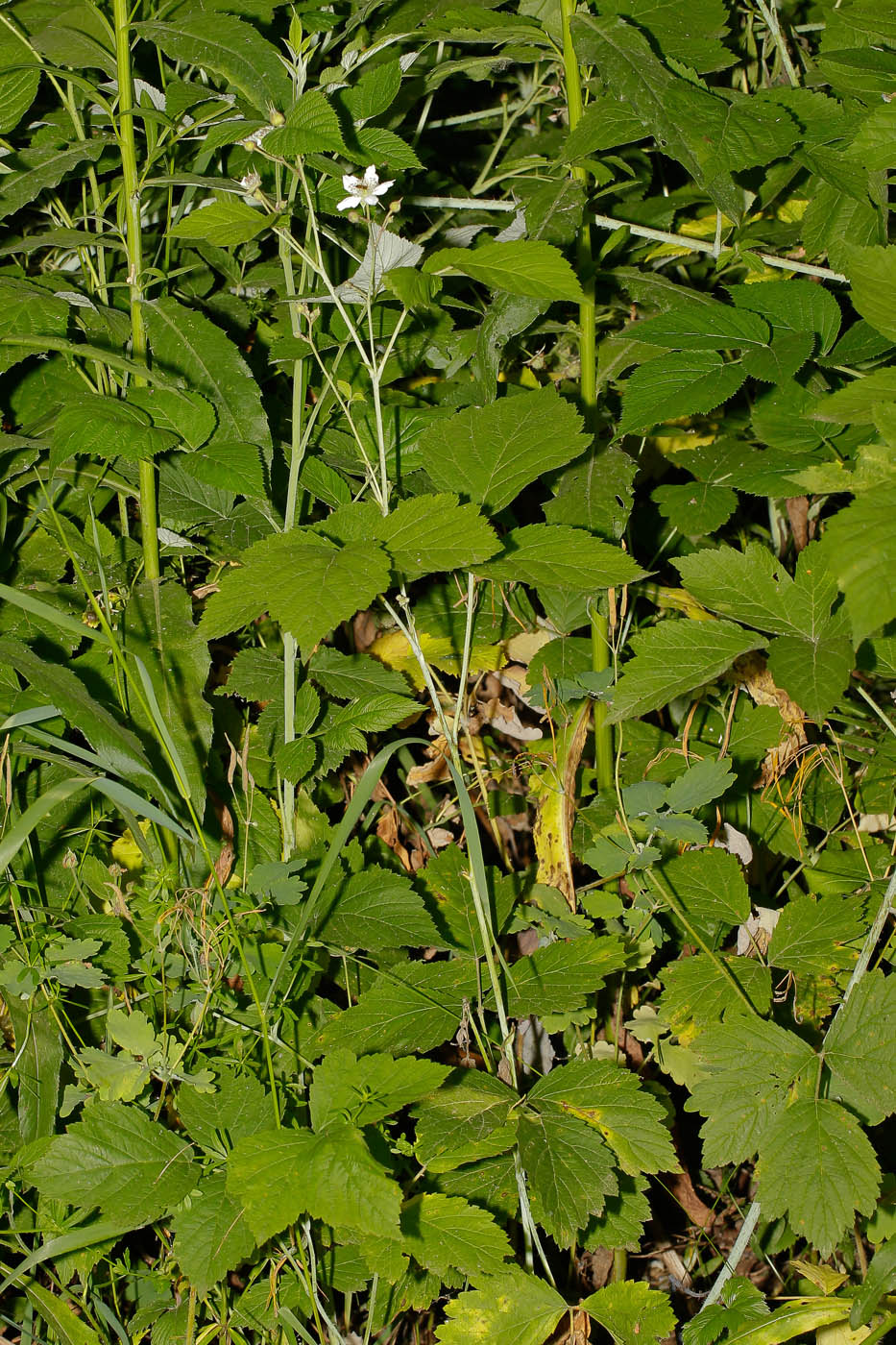 Image of Rubus caesius specimen.