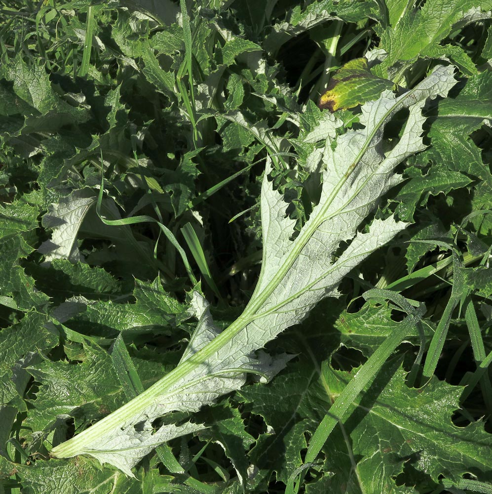 Image of Cynara syriaca specimen.