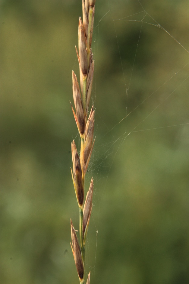 Image of Leymus ramosus specimen.