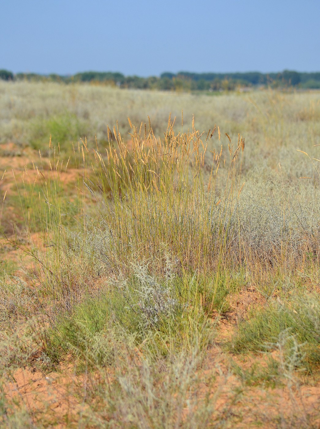 Image of Psathyrostachys juncea specimen.