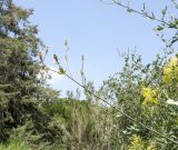 Romneya coulteri. Верхушка ветки с плодами. Израиль, Шарон, пос. Кфар Монаш, ботанический сад \"Хават Ганой\". 08.07.2015.