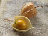 Смотреть изображение Physalis peruviana