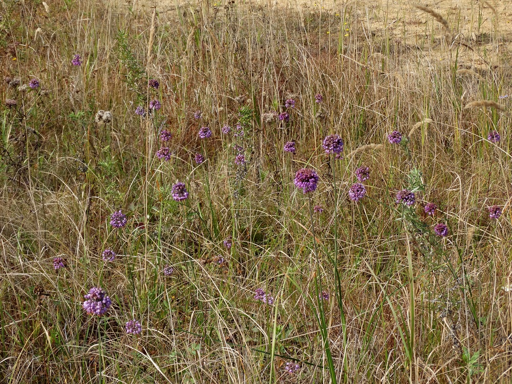 Изображение особи Allium sacculiferum.