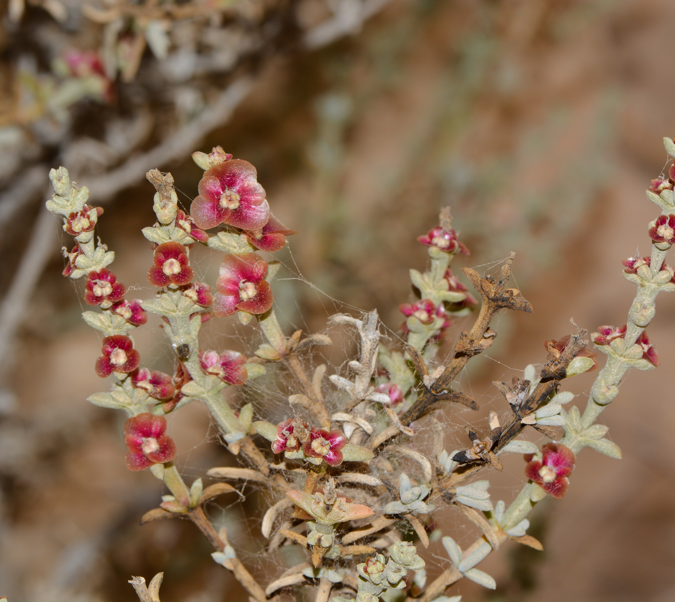 Изображение особи Salsola oppositifolia.