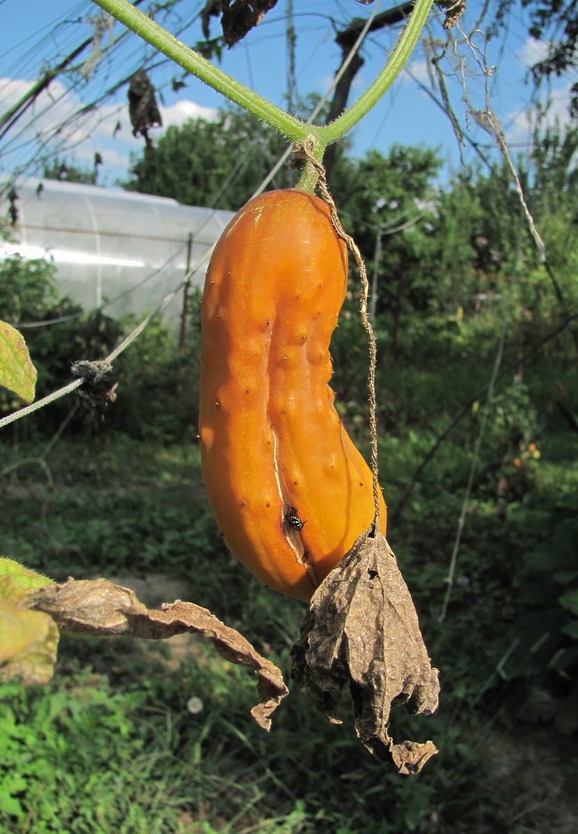 Image of Cucumis sativus specimen.