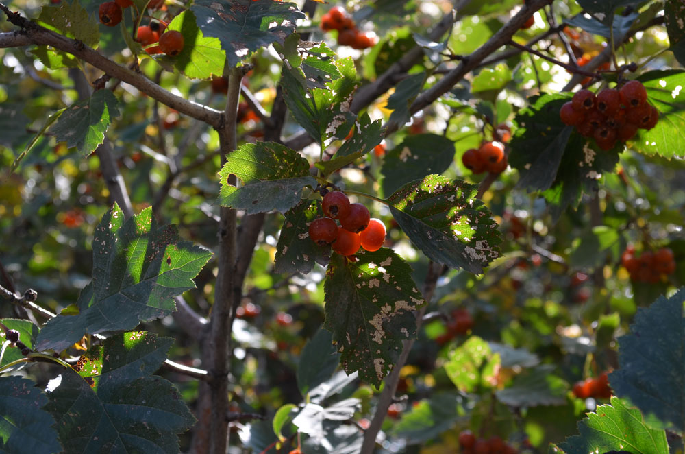 Image of genus Crataegus specimen.