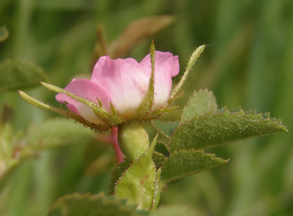 Изображение особи род Rosa.