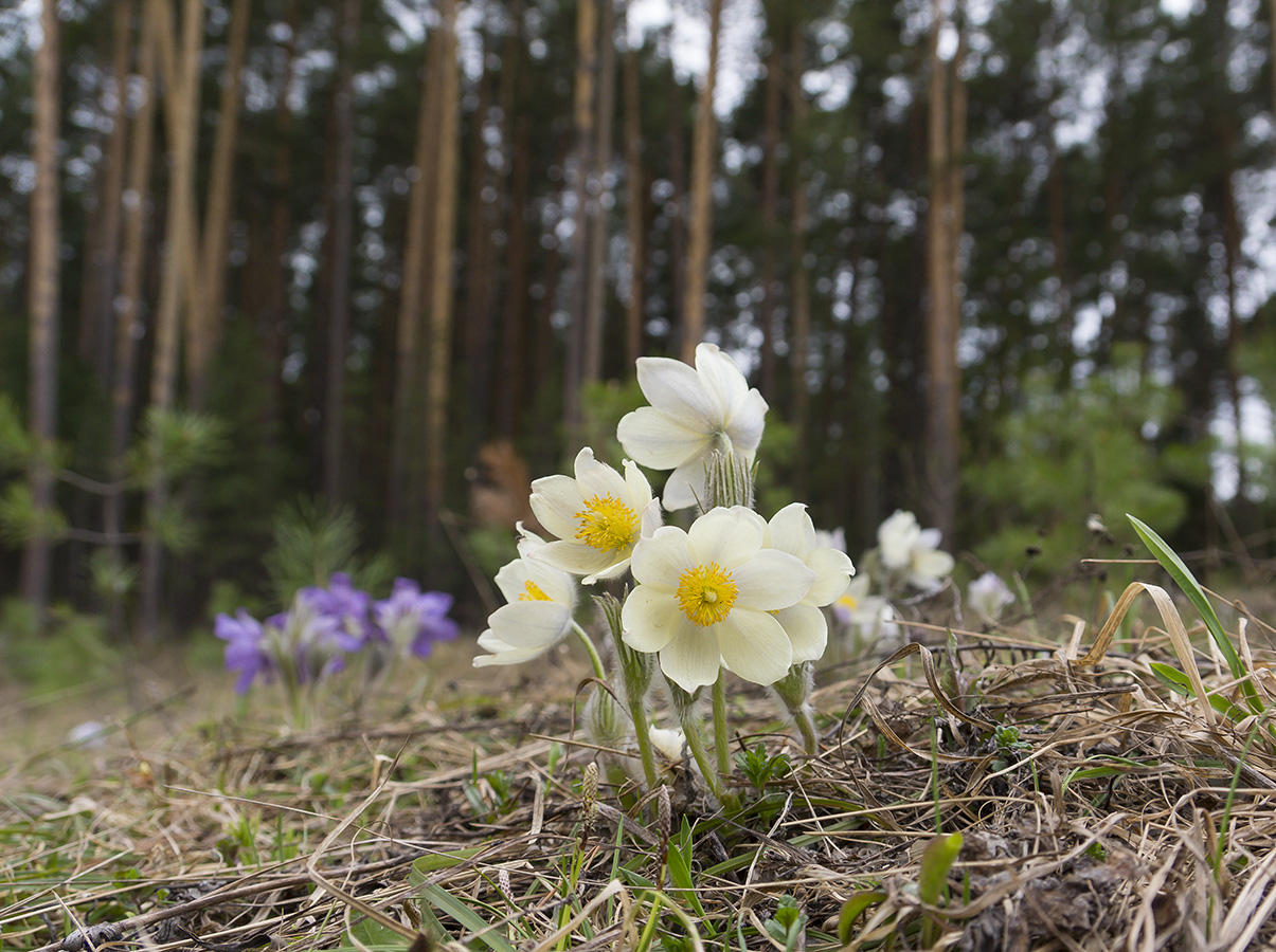 Image of Pulsatilla patens specimen.