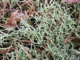 Cladonia subrangiformis. Вегетирующий лишайник. Латвия, Юрмала, Булдури, природный парк, приморский зеленомошный сосняк, на почве. 30.04.2017.