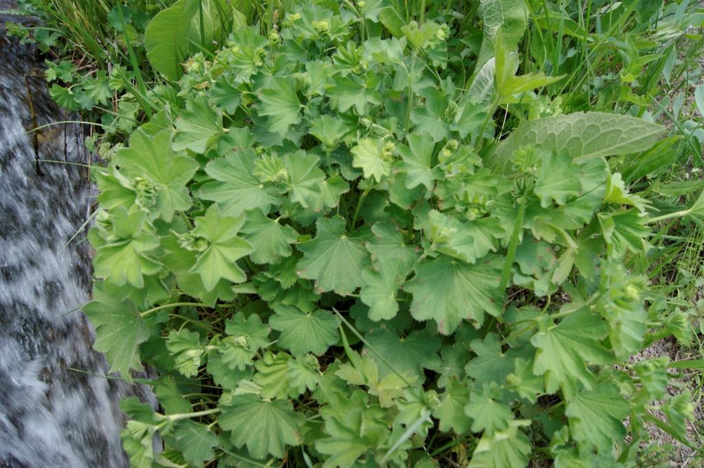 Image of Alchemilla venosa specimen.