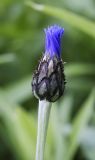 Centaurea montana. Распускающееся соцветие с муравьём. Пермский край, г. Пермь, Кировский р-н, цветочная клумба у административного здания, в культуре. 13.06.2017.