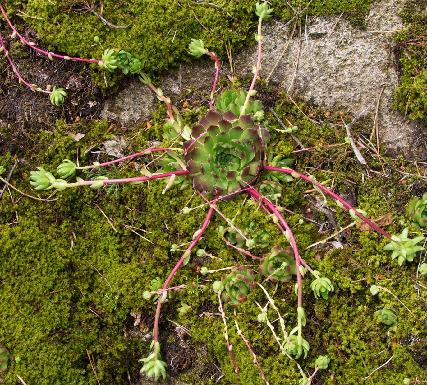 Image of Sempervivum caucasicum specimen.