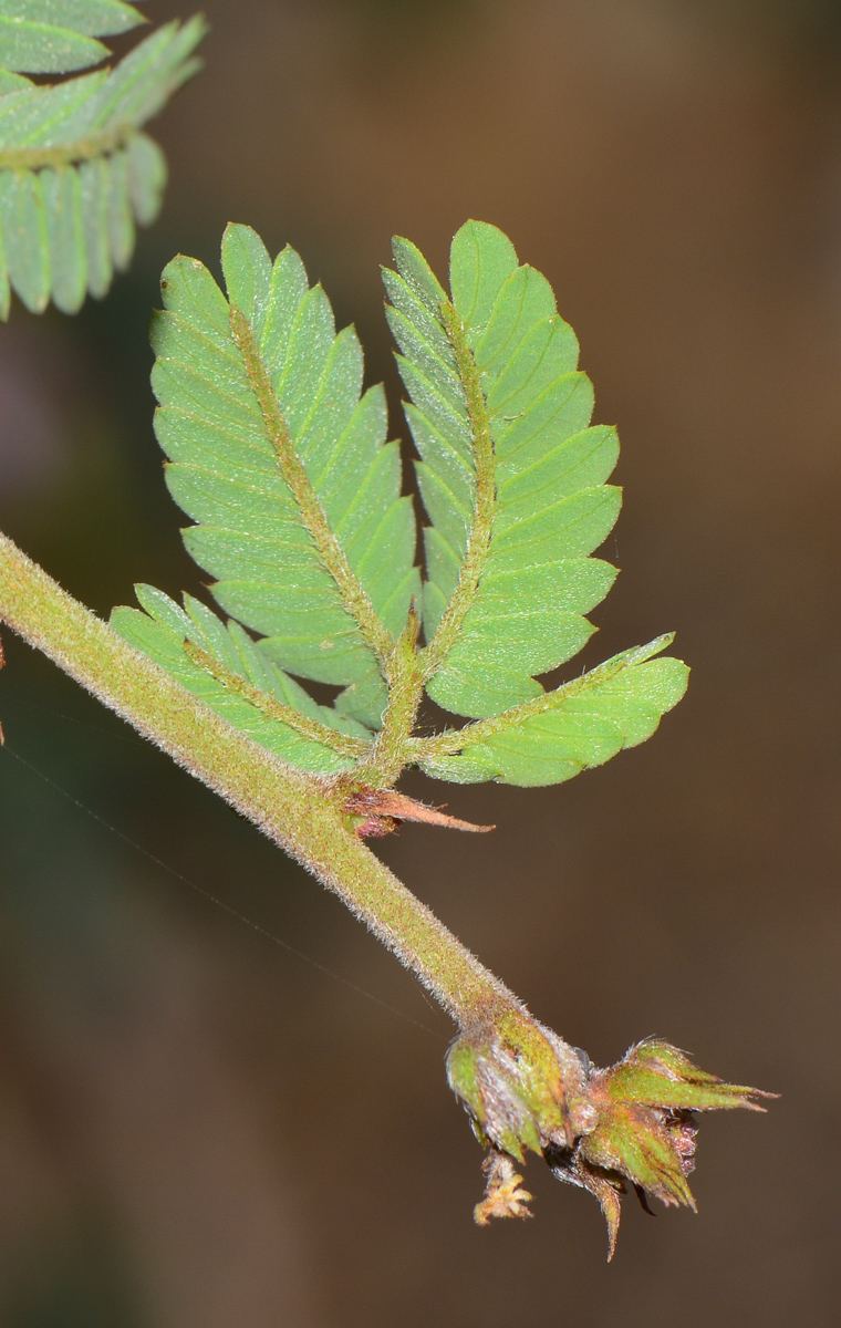 Image of Calliandra californica specimen.