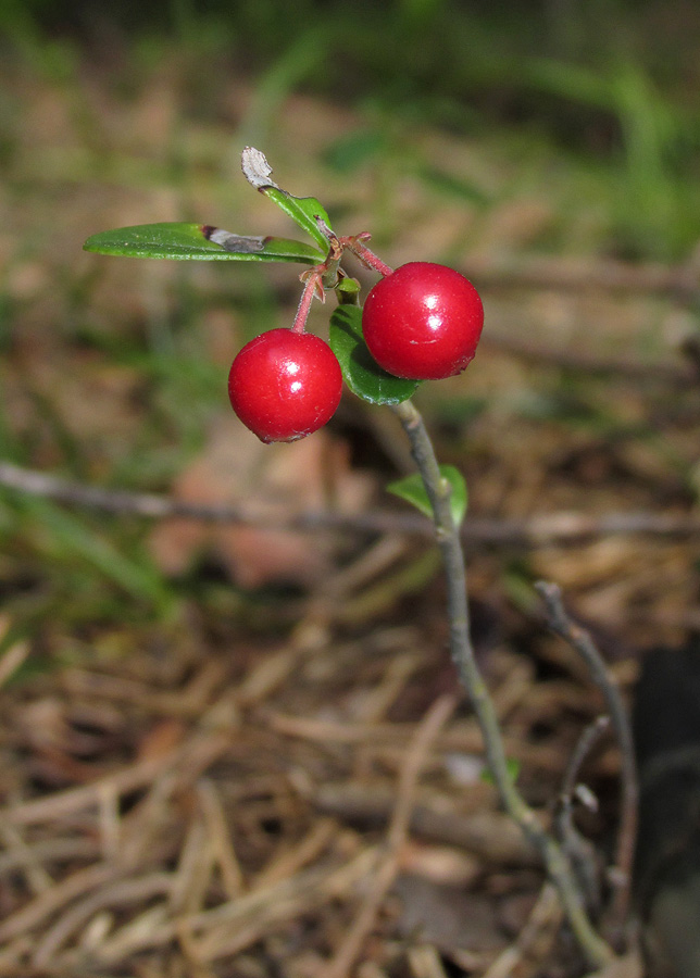 Image of Vaccinium vitis-idaea specimen.