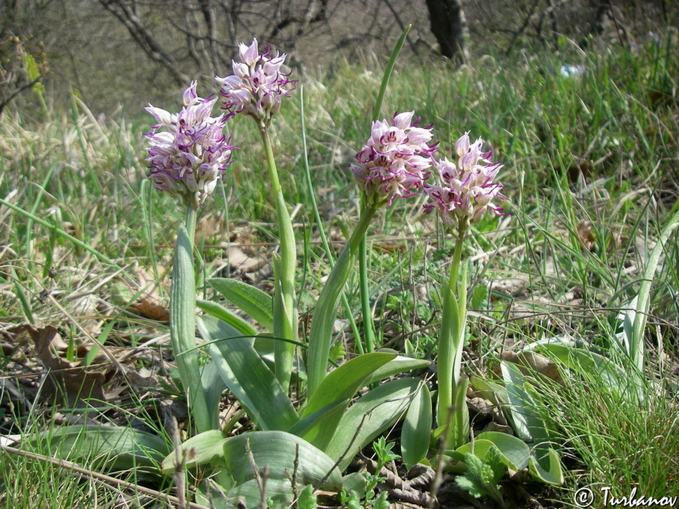 Image of Orchis simia specimen.