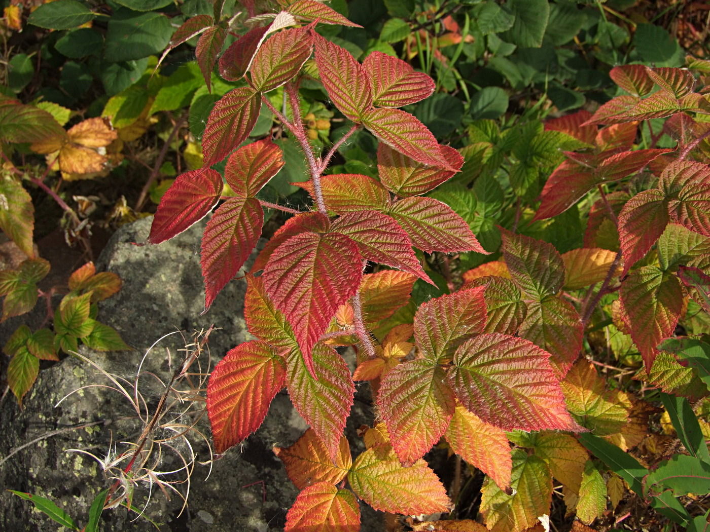 Image of Rubus matsumuranus specimen.