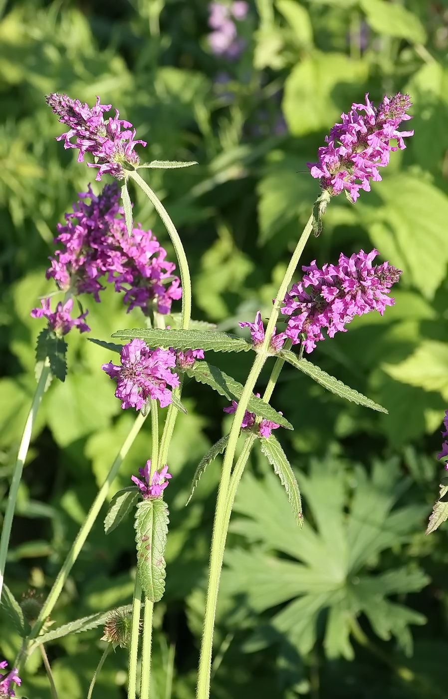 Изображение особи Betonica officinalis.