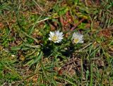 Taraxacum leucanthum. Цветущее растение. Монголия, аймак Завхан, долина р. Идэр-Гол, ≈ 1600 м н.у.м., пойменная терраса. 07.06.2017.