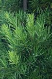 Podocarpus macrophyllus. Верхушки побегов. Краснодарский край, г. Сочи, Центральный р-н, в культуре. 01.08.2017.