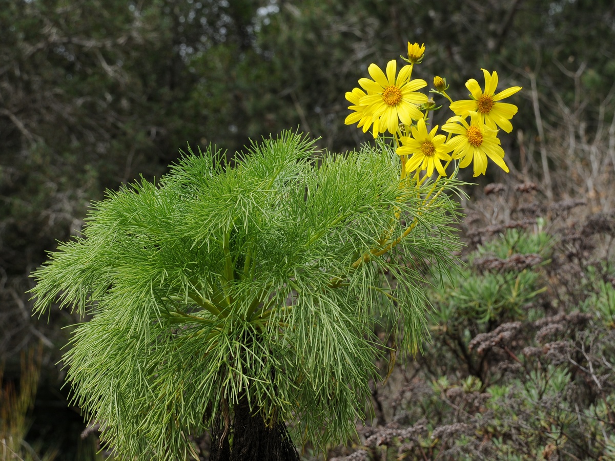 Изображение особи Coreopsis gigantea.