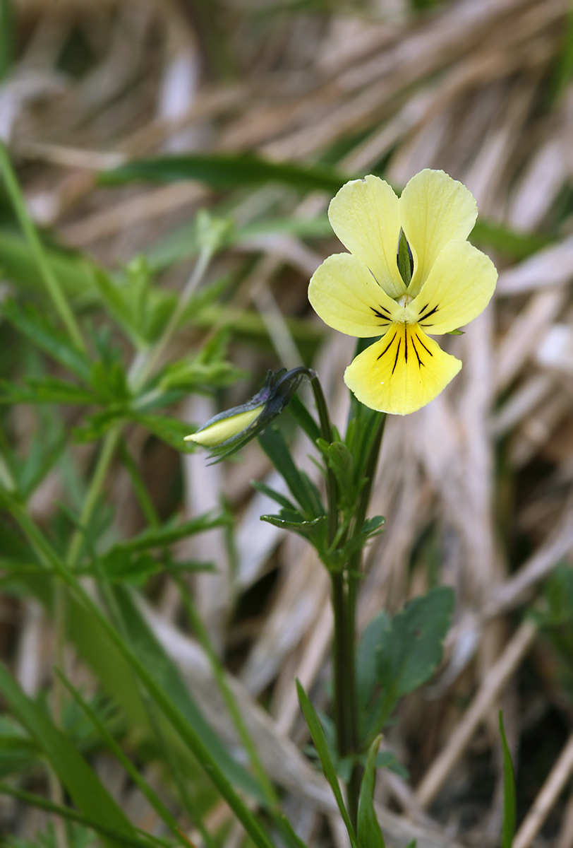 Image of Viola lutea ssp. sudetica specimen.