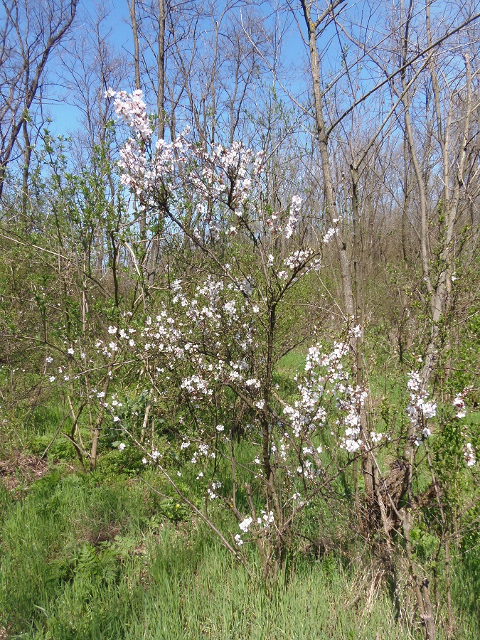 Изображение особи Cerasus tomentosa.