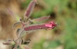 Saponaria glutinosa. Цветок. Крым, окр. Феодосии, ур. Кизилташ. 06.05.2018.
