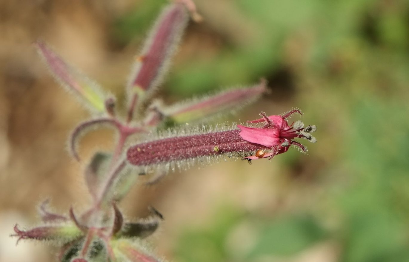 Изображение особи Saponaria glutinosa.