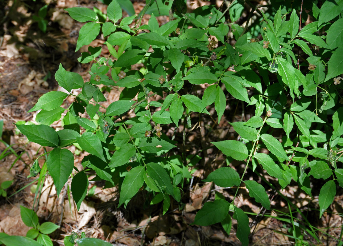 Image of Euonymus verrucosus specimen.