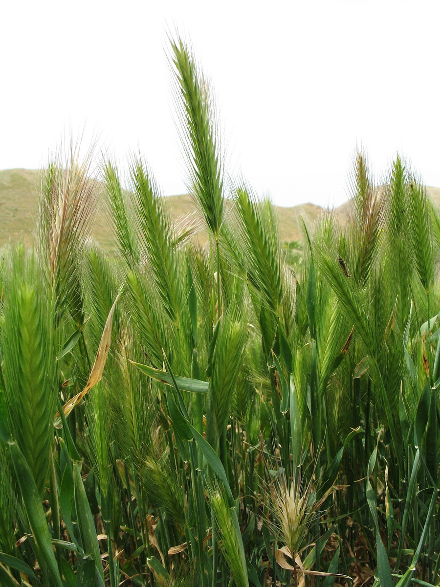 Image of Hordeum leporinum specimen.