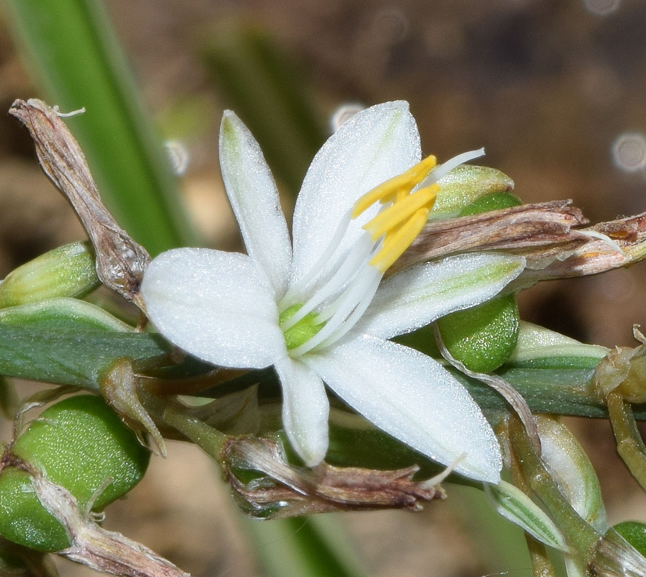 Image of Chlorophytum comosum specimen.