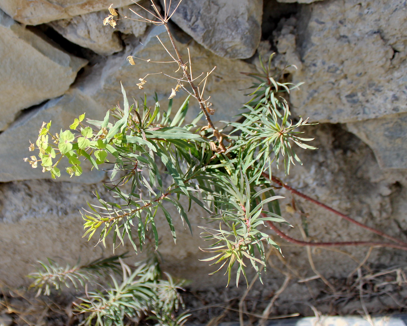 Изображение особи Euphorbia boissieriana.