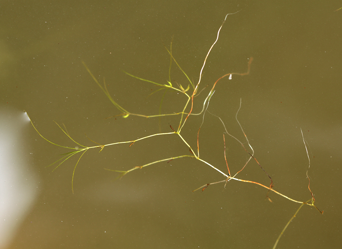 Image of Zannichellia repens specimen.