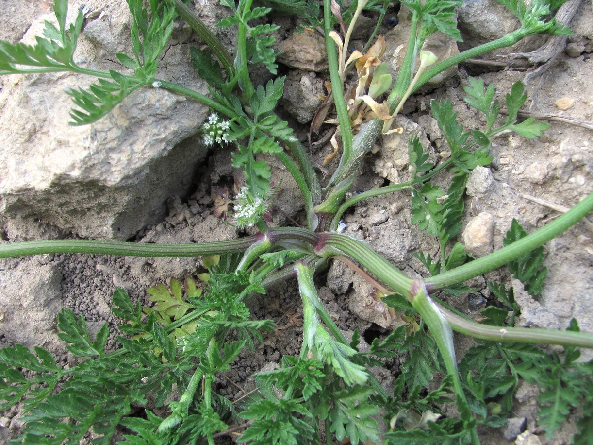 Изображение особи Torilis nodosa.