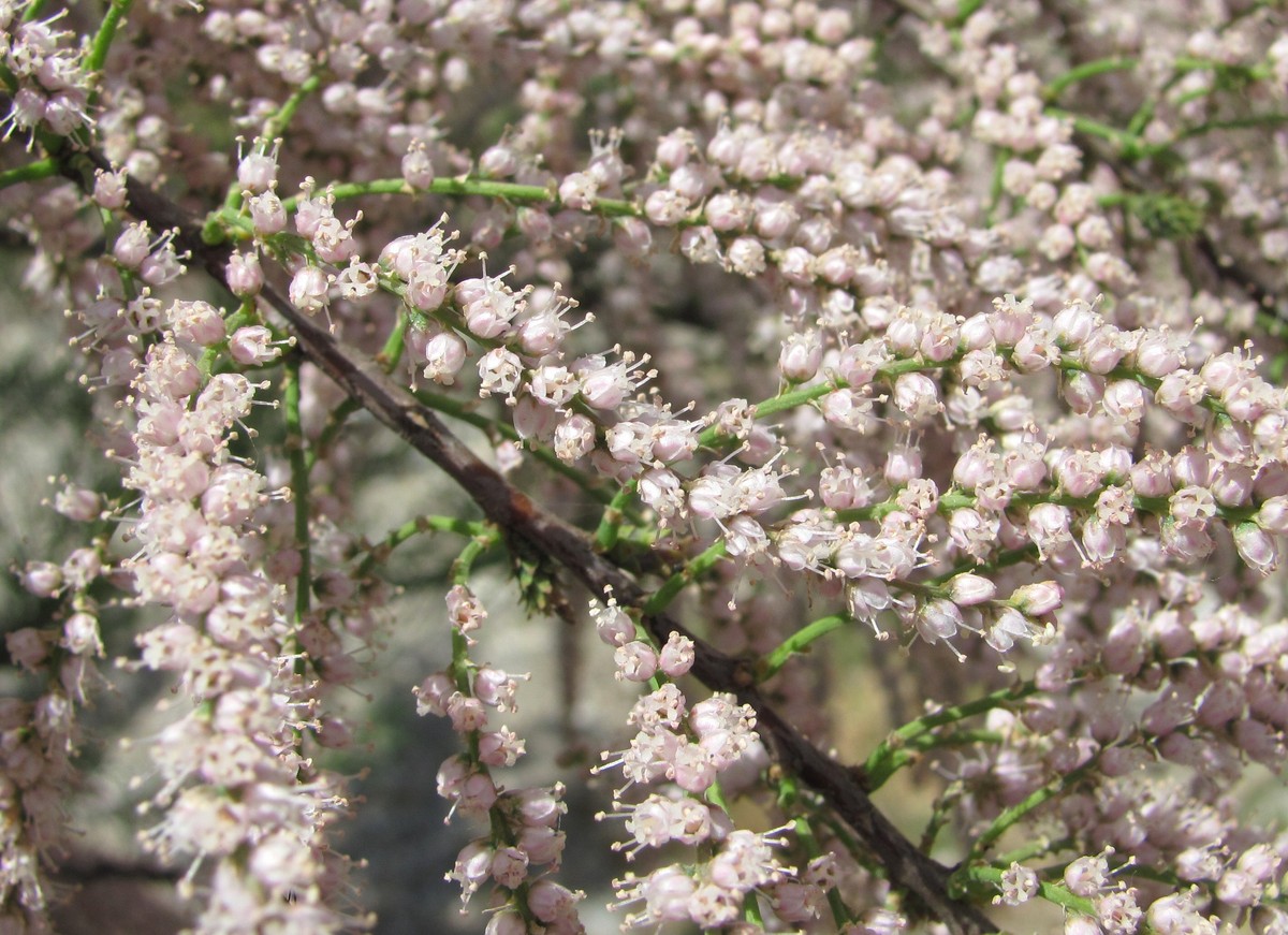 Image of genus Tamarix specimen.